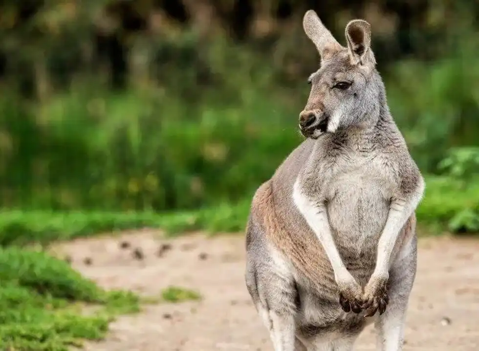 26 January is Australia Day, the official national day of Australia.
