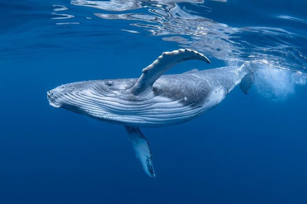 A Baby Humpback Whale Plays Near the Surface in Blue Water.
