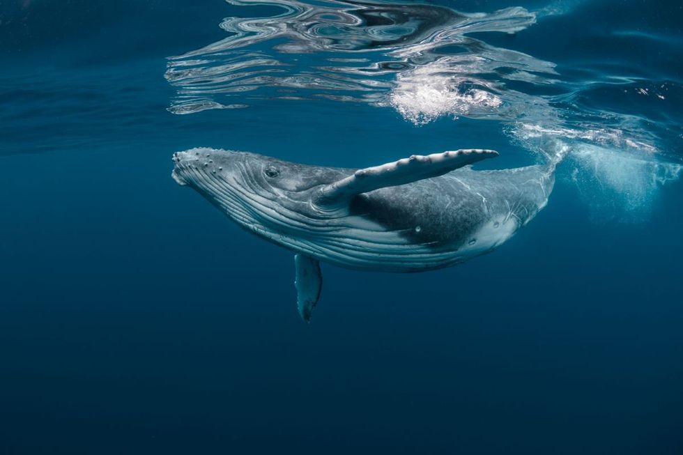 A Baby Humpback Whale Plays Near the Surface in Blue Water.