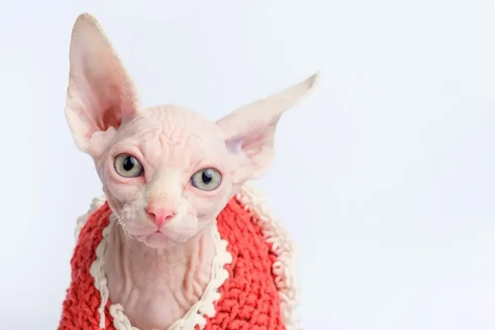 A bald Egyptian sphynx cat wearing a knitted sweater
