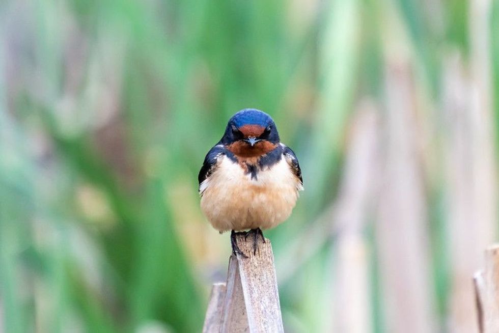 A Barn Swallow in nature.
