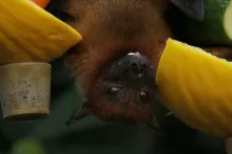 A bat handing upside down