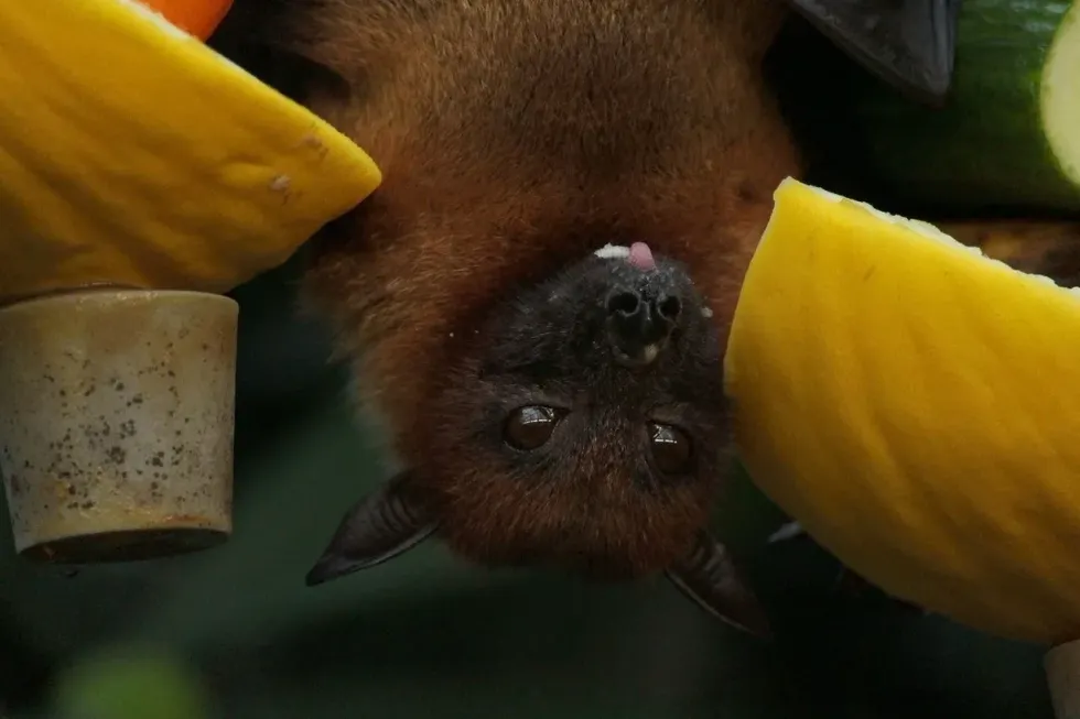 A bat handing upside down