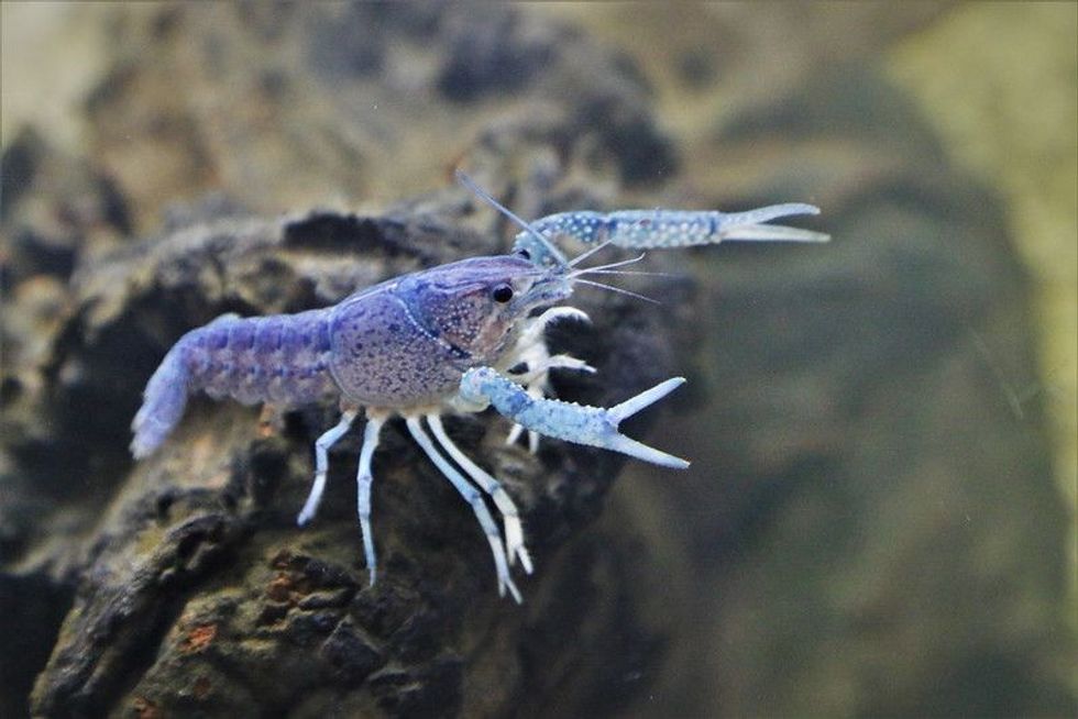 A beautiful blue Crayfish (Crawfish, Freshwater lobster) Procambarus clarkii ghost in freshwater aquarium.