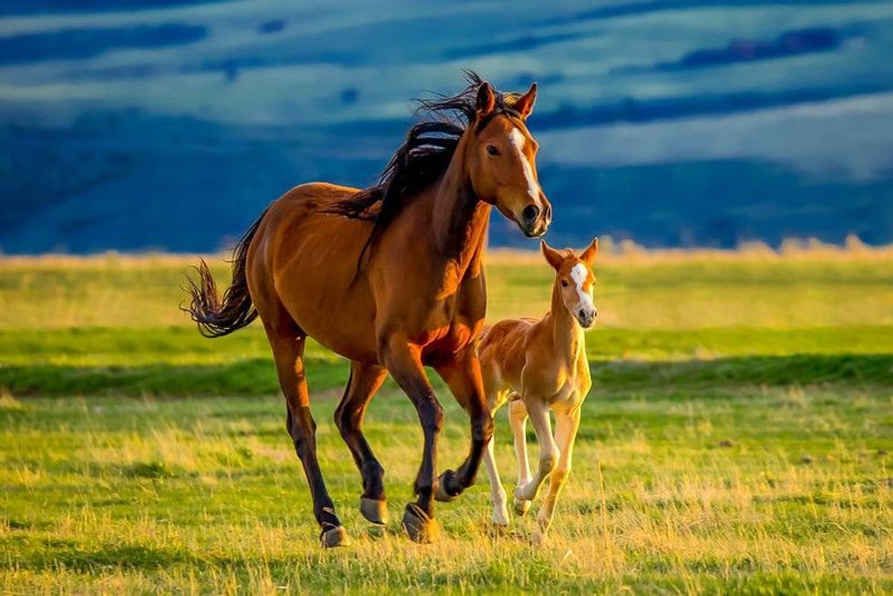 A beautiful brown mare nurturing and teaching her sweet new little foal.