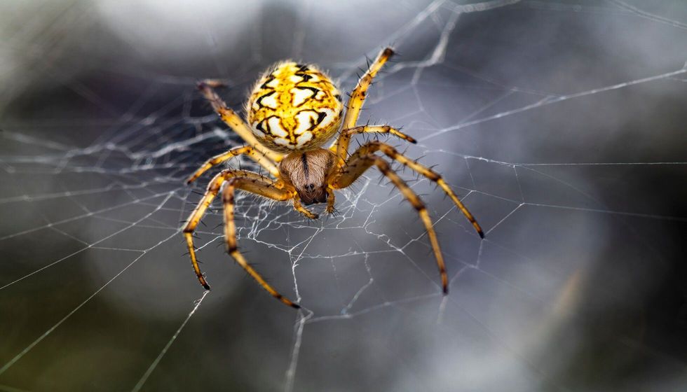 A beautiful Macro-photo of a beautiful female spider.