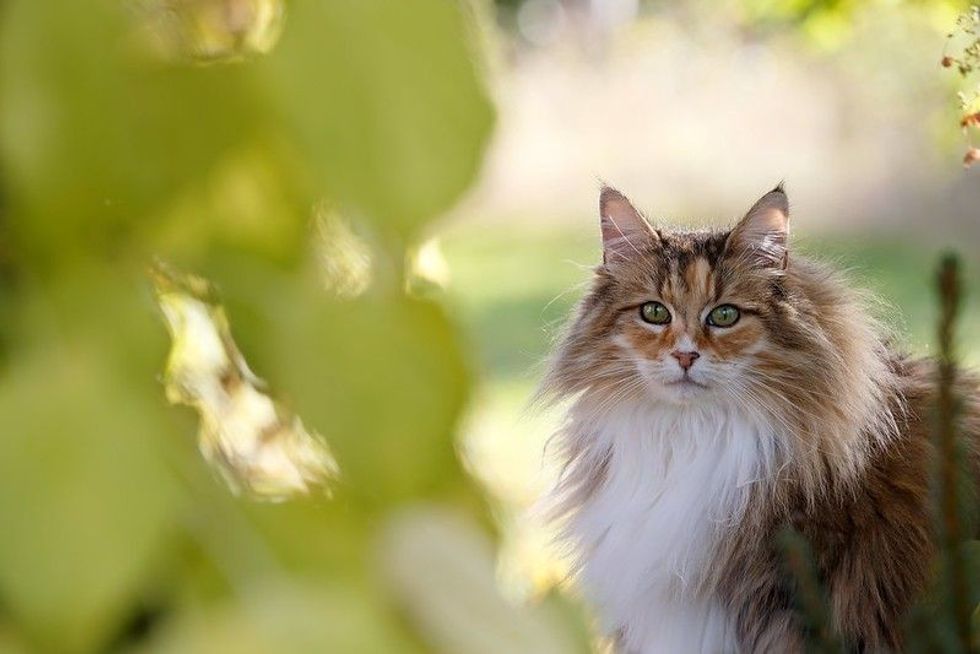 A beautiful tortoiseshell norwegian forest cat.