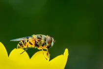 A bee sitting on a yellow flower