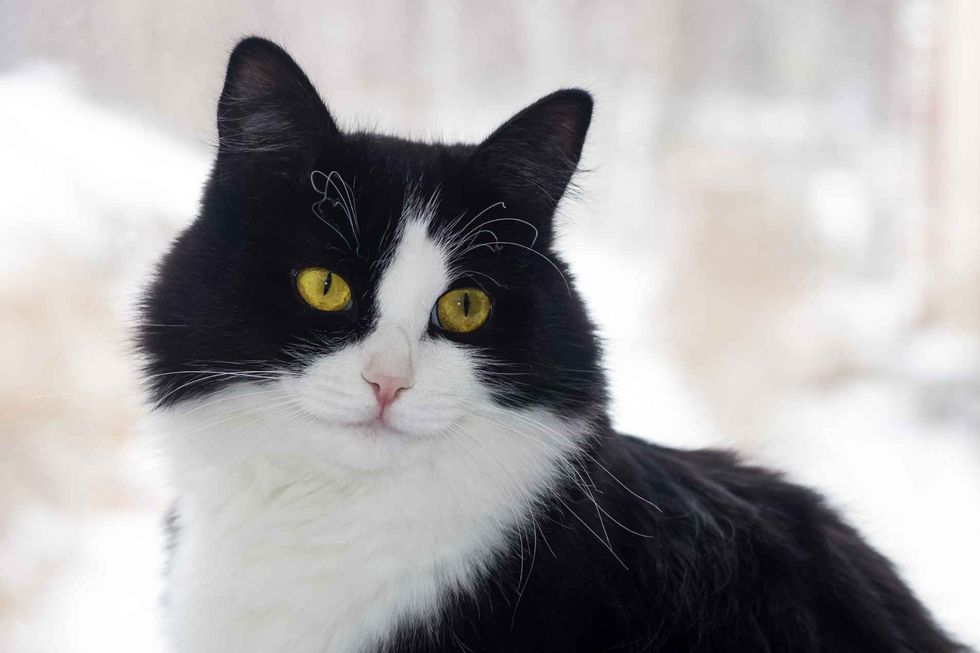 A big black and white cat sits on the window