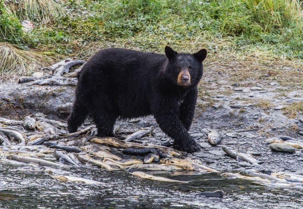 A black bear looks up in camera