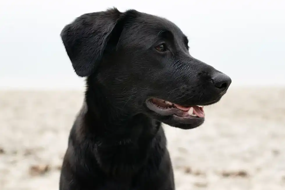 A black labrador dog enjoying on beach