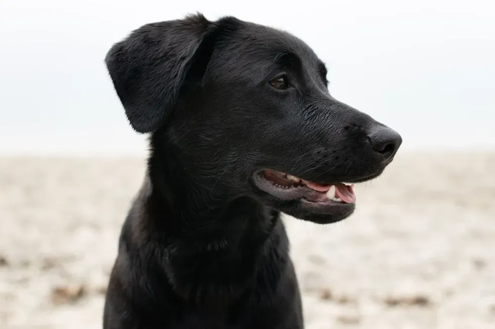 A black labrador dog enjoying on beach