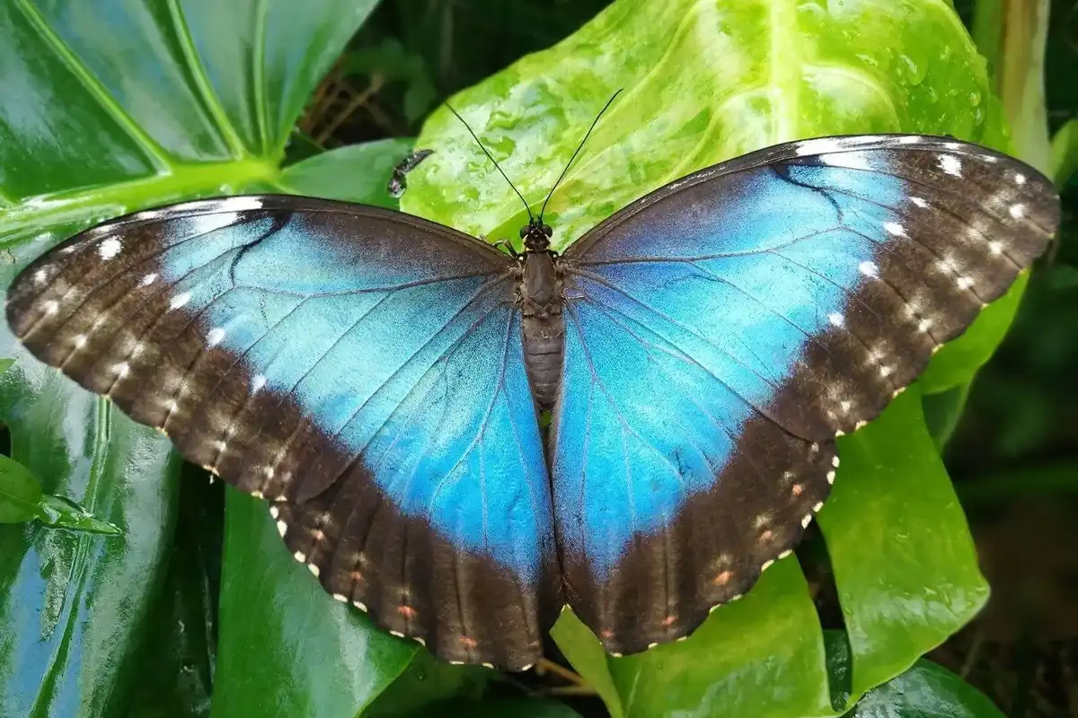 A blue butterfly on some leaves at Bugtopia.