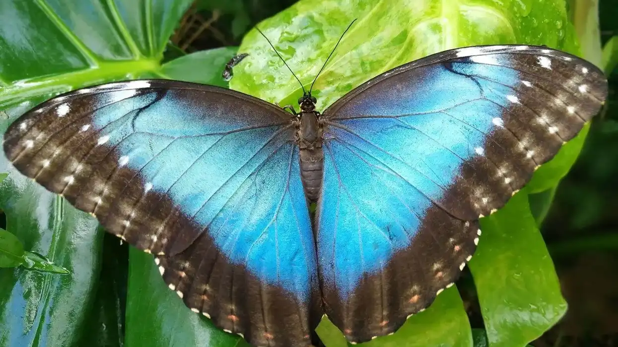 A blue butterfly on some leaves at Bugtopia.