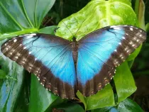 A blue butterfly on some leaves at Bugtopia.