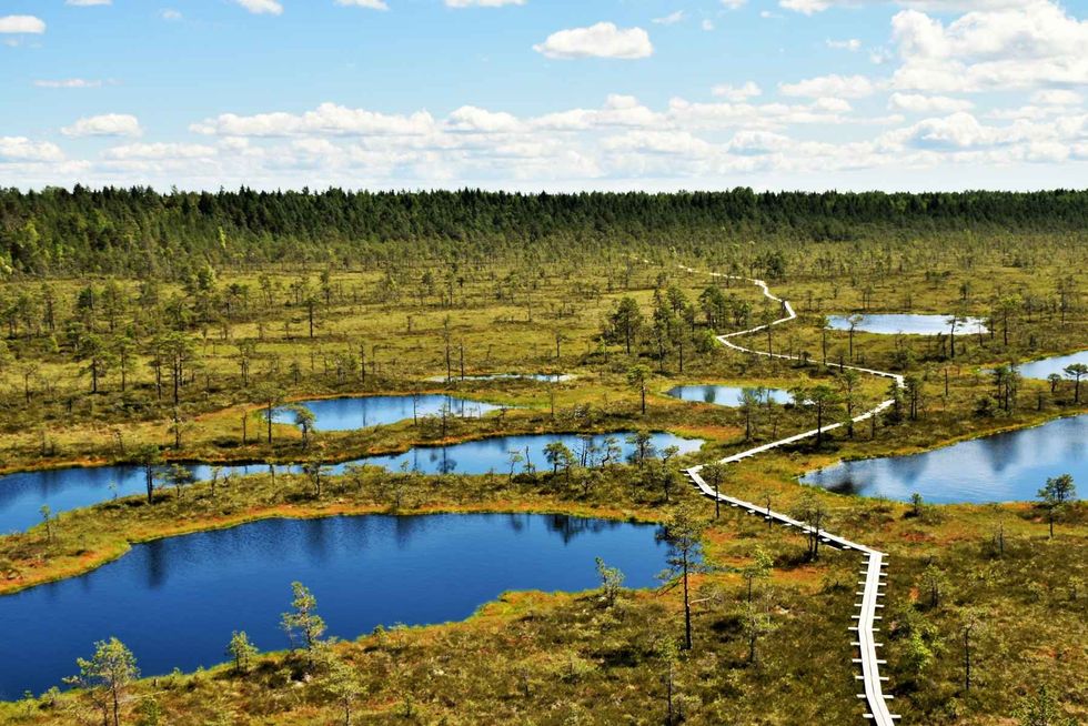 A boardwalk leads the way through the bog