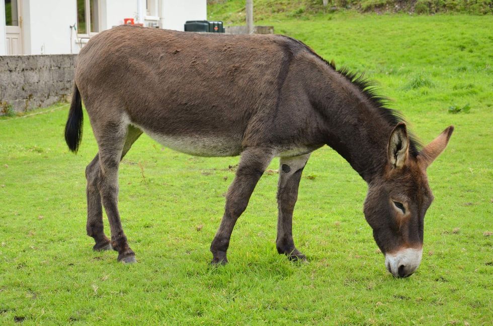 A brown donkey eating grass.