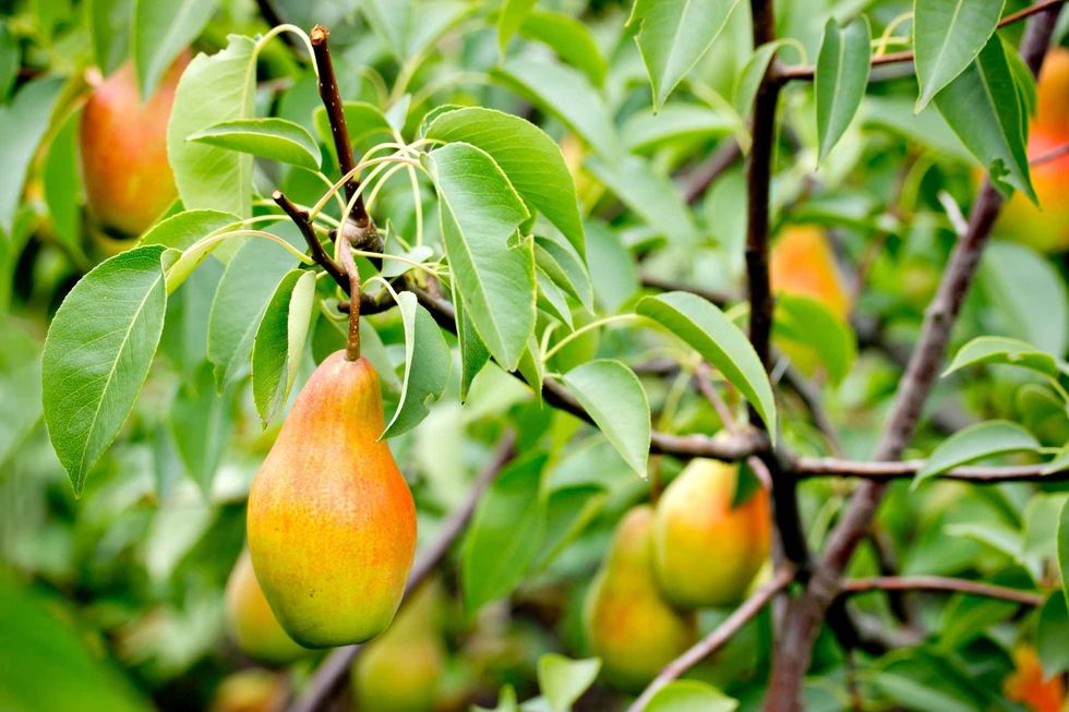 A bunch of pears in the tree