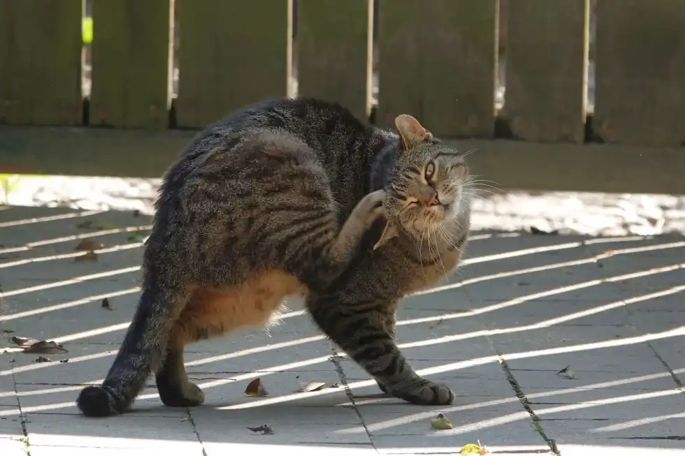 A cat scratching ears can be the start of an infection that could hamper their health tremendously. It is imperative to seek out treatment as soon as you see the signs.