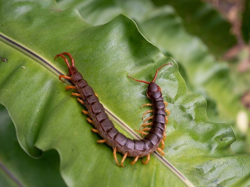 A centipede on green leaf in garden.