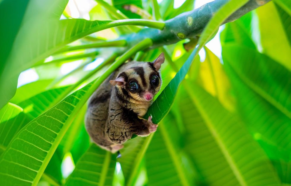 A Chubby adorable sugar glider climb on the tree.