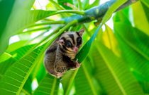 A Chubby adorable sugar glider climb on the tree.