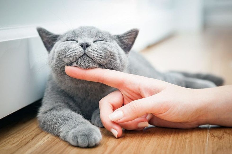 A close-up image of a gray British Shorthair cat with its eyes closed, being gently petted by a human hand.