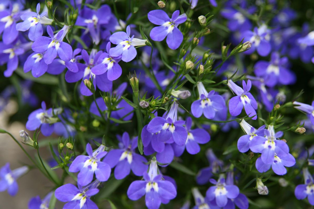 A close-up image of a lobelia plant, ideal for telling plant jokes.