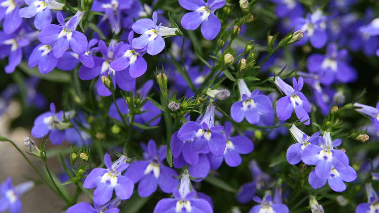 A close-up image of a lobelia plant, ideal for telling plant jokes.