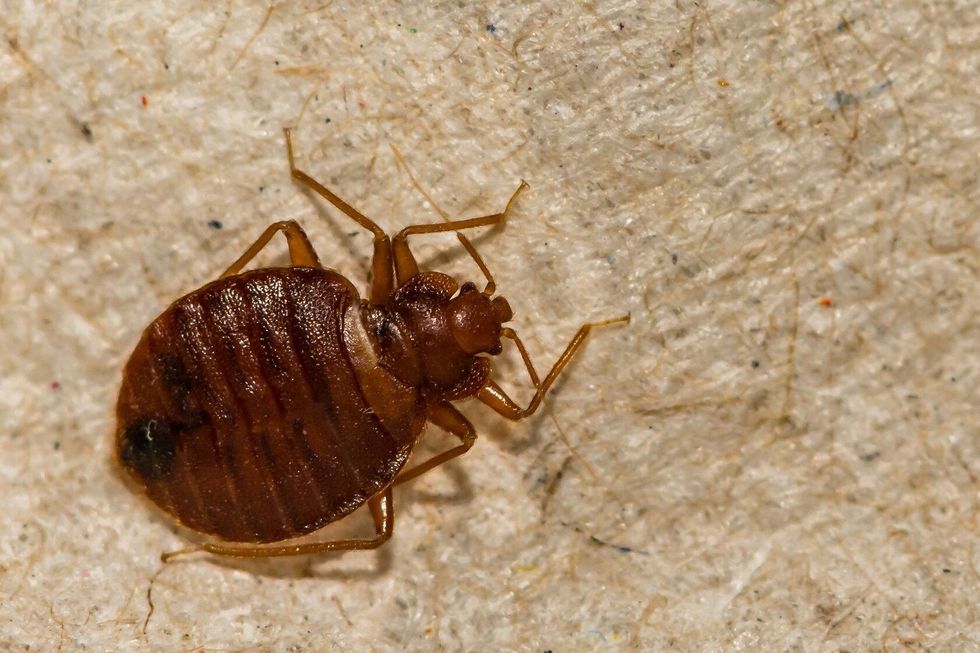 A Close up of a Bed Bug
