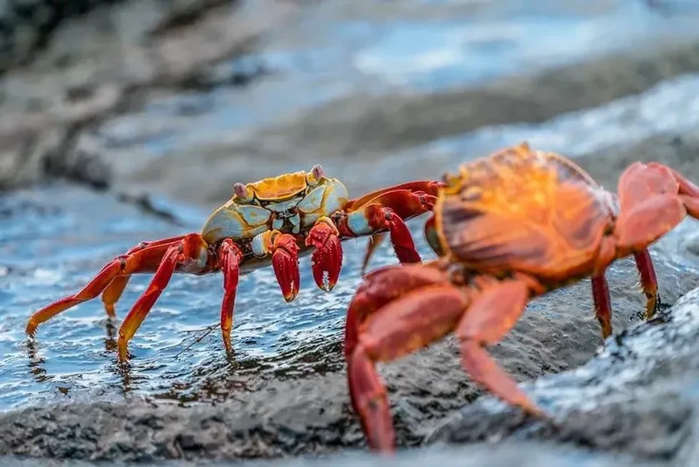 A close-up of two orange crabs crawling on large wet rocks.