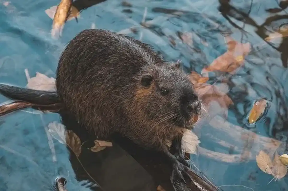 A close-up photograph of a beaver swimming in a body of water surrounded by fallen leaves, showcasing the animal's dense brown fur and distinctive flat tail, a nod to beaver facts about their natural habitat and behaviors