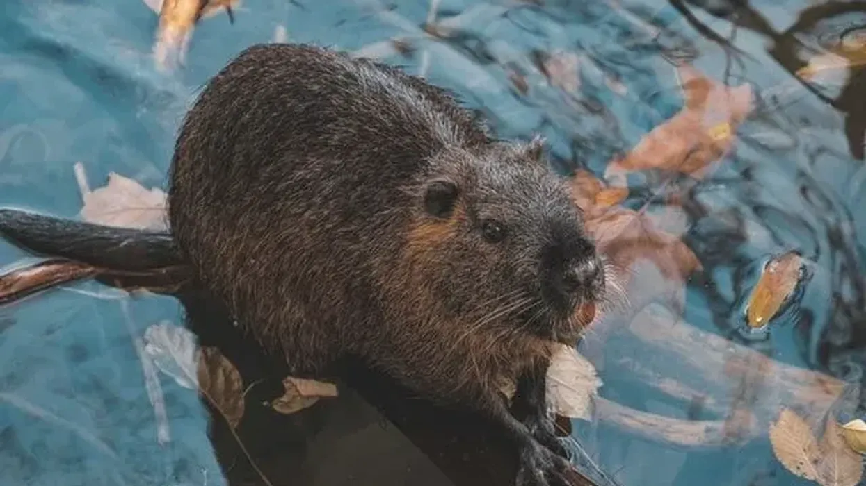A close-up photograph of a beaver swimming in a body of water surrounded by fallen leaves, showcasing the animal's dense brown fur and distinctive flat tail, a nod to beaver facts about their natural habitat and behaviors