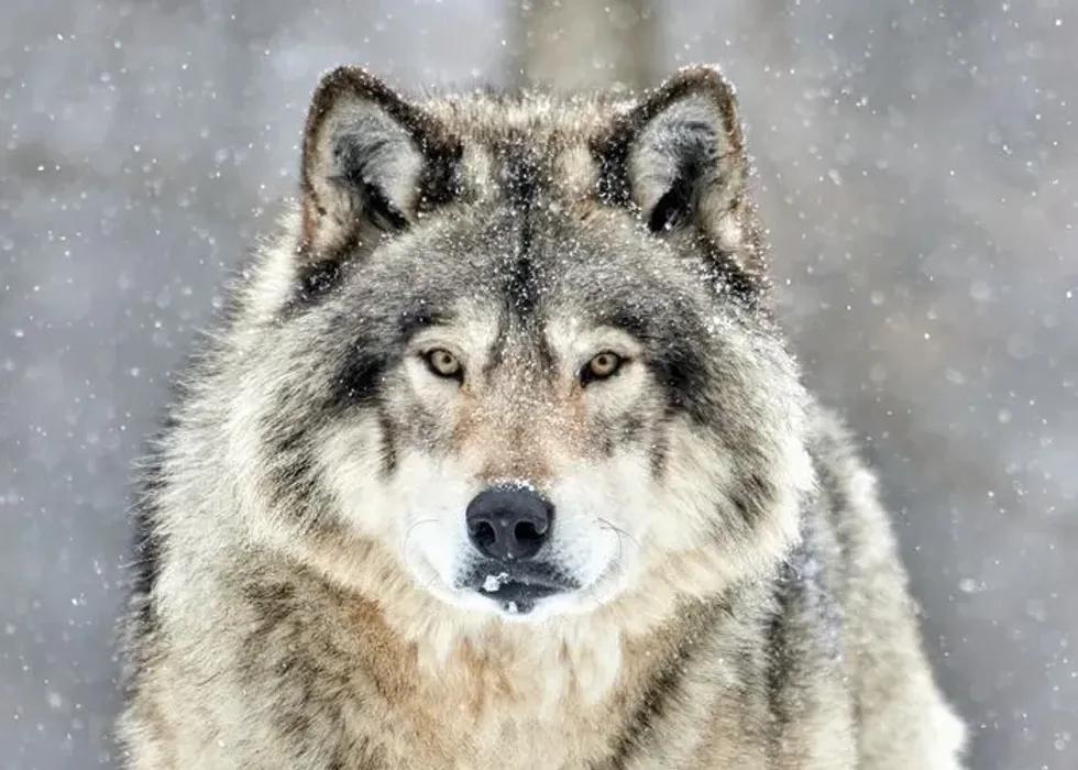 A close up shot of Timber wolf in the winter snow