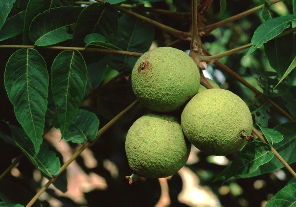 A cluster of green, fuzzy walnuts growing on a tree branch, surrounded by dark green leaves.