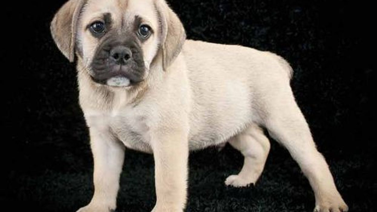 A combination of two popular breeds the Beagle and the English Bulldog, check out Beabull facts