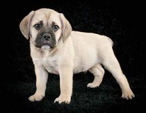 A combination of two popular breeds the Beagle and the English Bulldog, check out Beabull facts