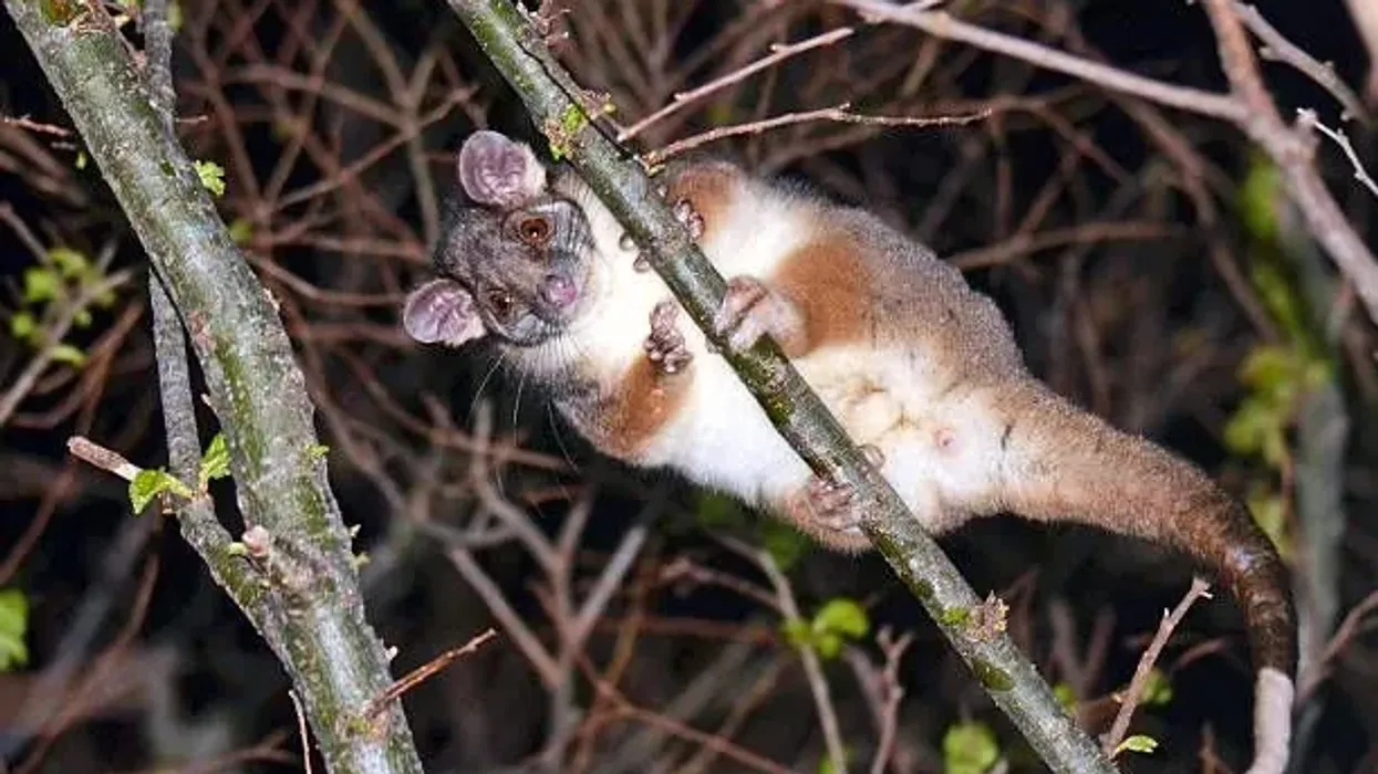 A common ringtail possum fact is that it builds nests called dreys