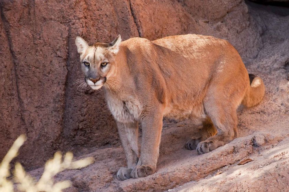 A cougar (puma concolor) moves about in it enclosure