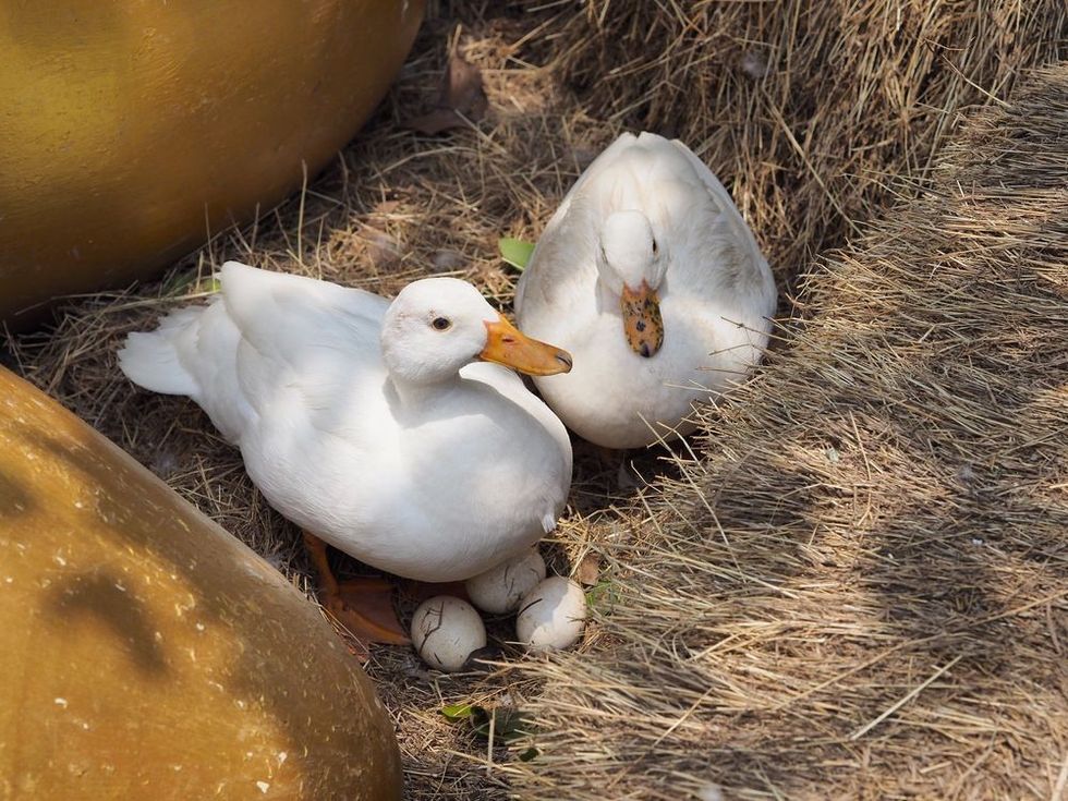 A couple ducks care and protect her eggs on the straw nest