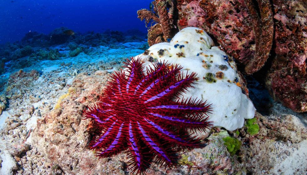 A Crown of Thorns Starfish.