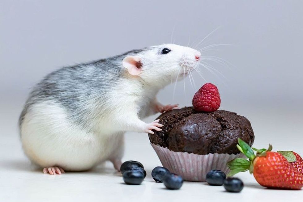 A cute and funny decorative white gray rat sniffs a delicious baked cupcake.