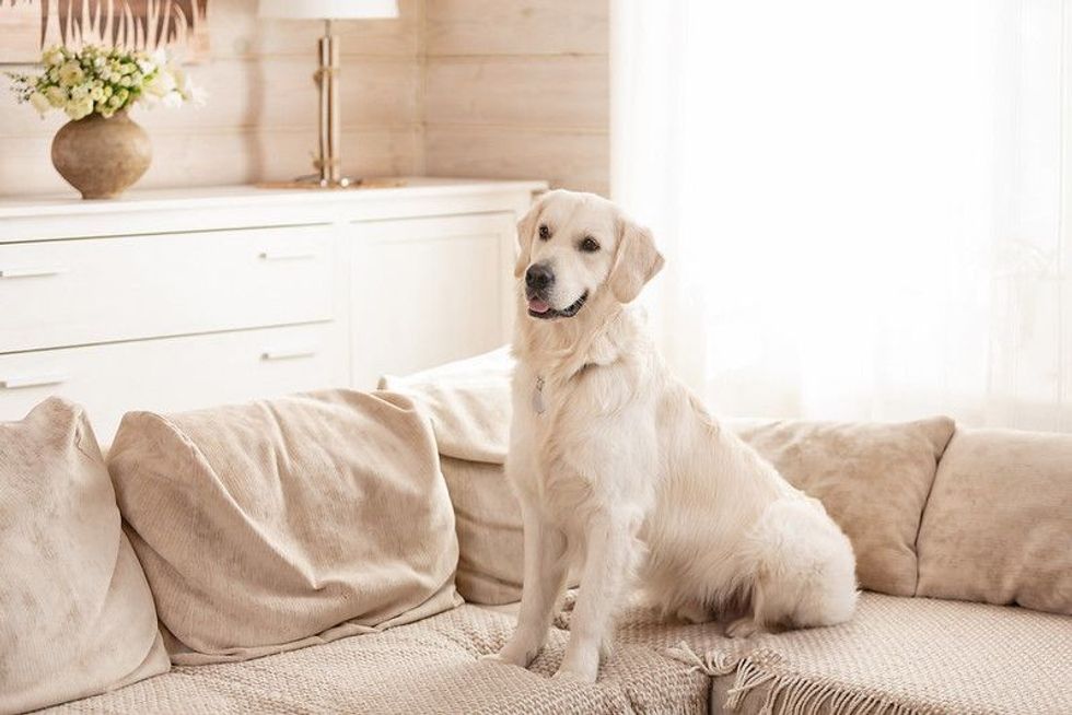 A cute big white dog lies on a sofa in a cozy country house.
