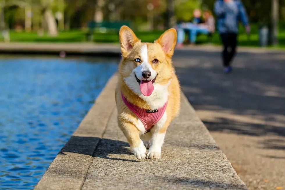 A cute corgi walking on the ramp next to water body in a park