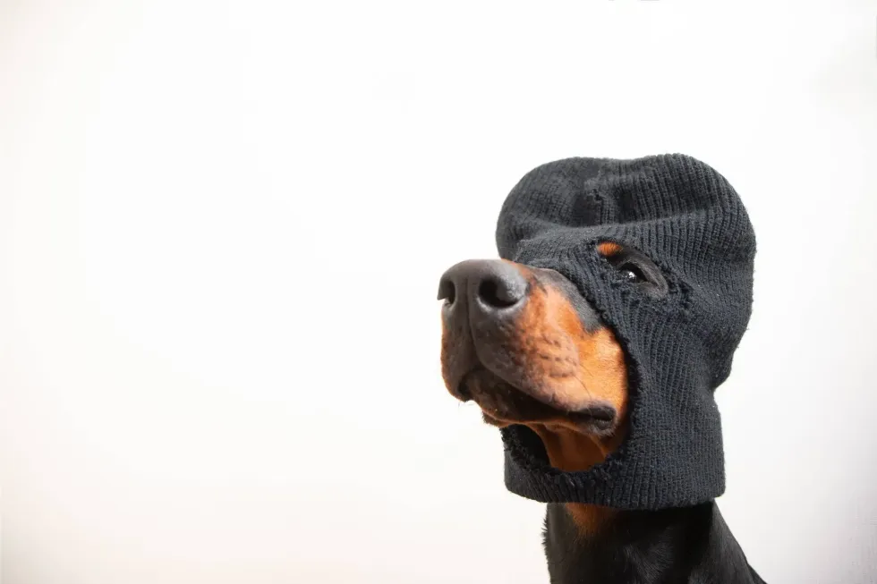 A cute Doberman dog wearing a black bandit mask on white background 