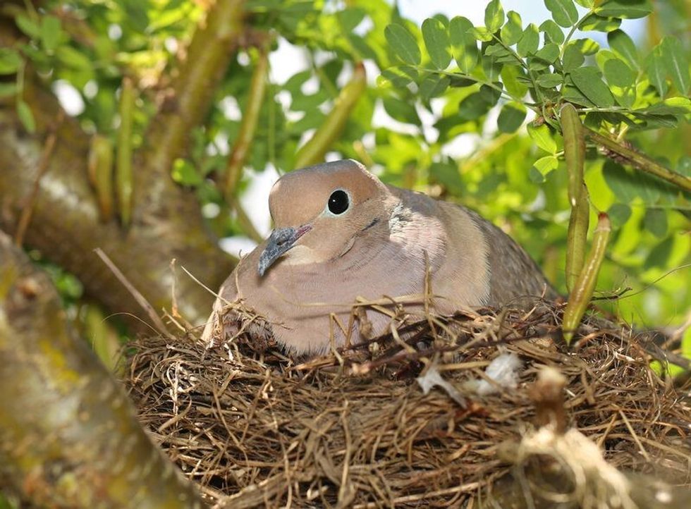 Dove Eggs: How Long Do They Take To Hatch, How You Can Help And More ...