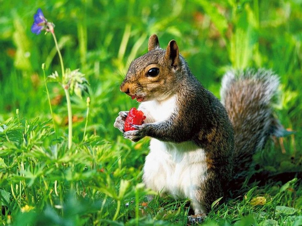 A cute squirrel eating a strawberry.