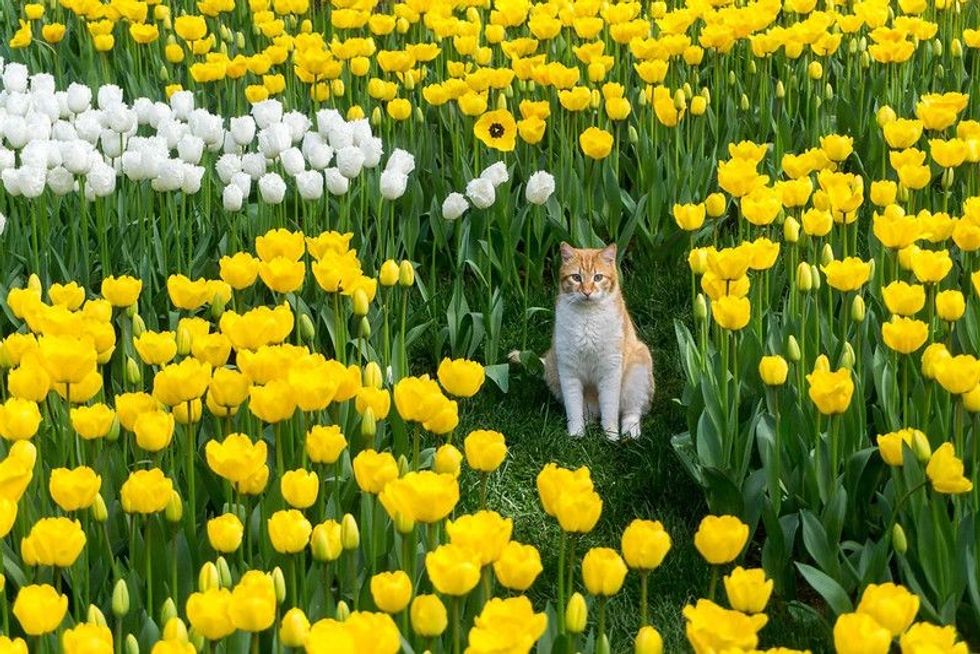 A cute stray cat of yellow and white color among yellow and white tulips
