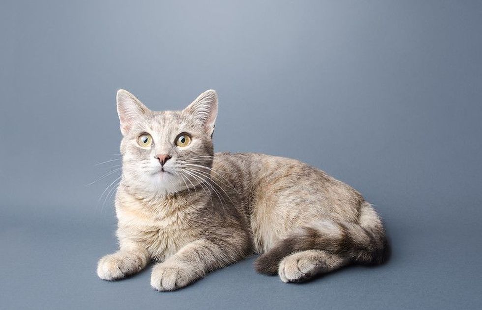 A cute striped tabby gray female shorthaired cat