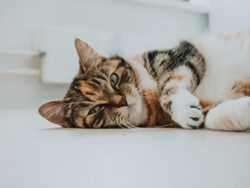 A cute striped tiger cat laying on floor